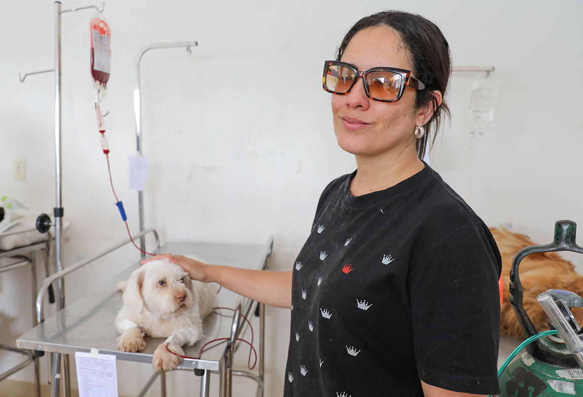 Doação de sangue no Serviço Veterinário Público salva a vida de pets