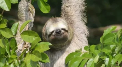 Fauna_BR_319_AM_RO_Preguica-1024x871-2