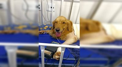 amora-picada-cobra-guara